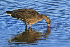 Greater White-fronted Goose